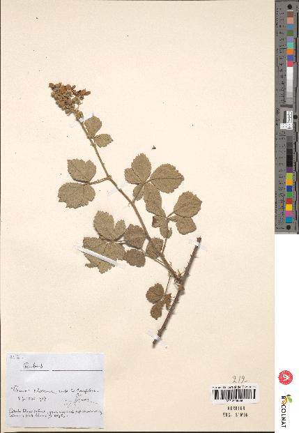 spécimen de Rubus sp.