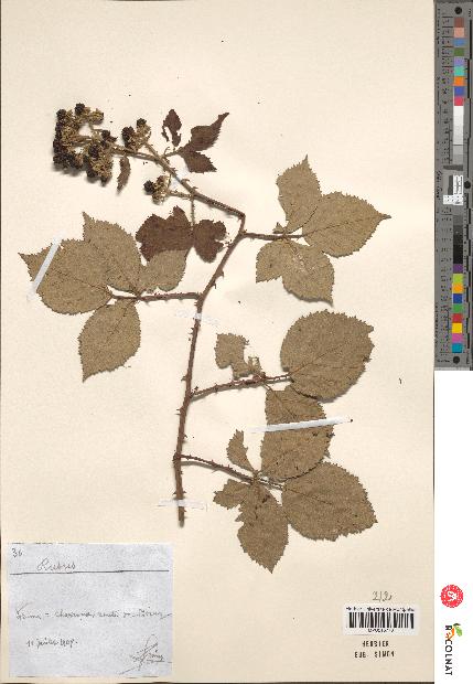 spécimen de Rubus sp.