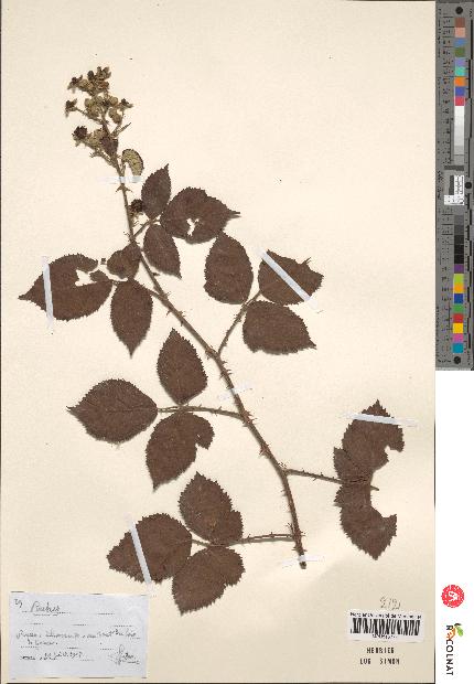 spécimen de Rubus sp.