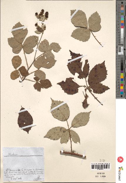 spécimen de Rubus sp.