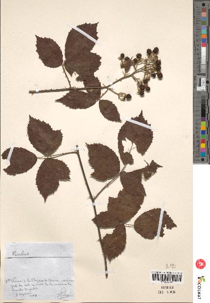 spécimen de Rubus sp.