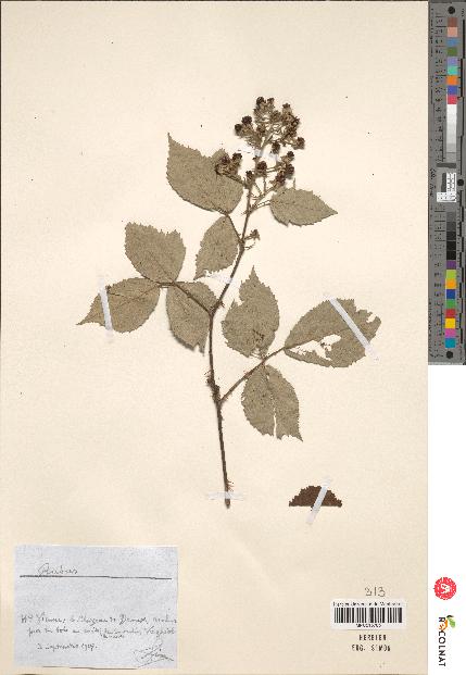 spécimen de Rubus sp.