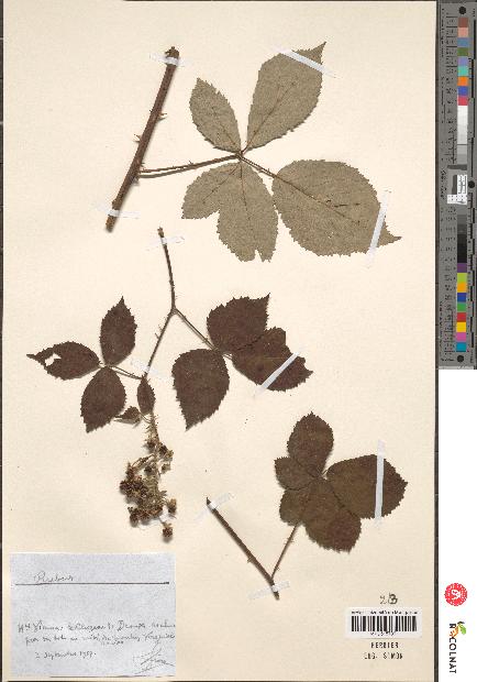 spécimen de Rubus sp.