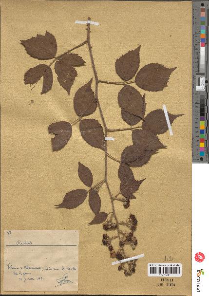 spécimen de Rubus sp.