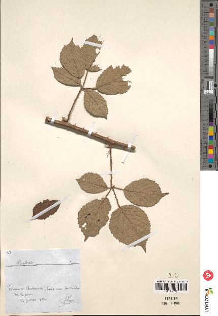 spécimen de Rubus sp.