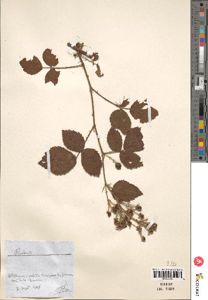 spécimen de Rubus sp.