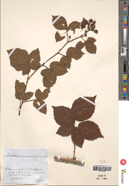 spécimen de Rubus sp.