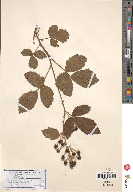 spécimen de Rubus sp.