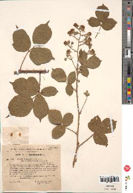 spécimen de Rubus vallisparsus