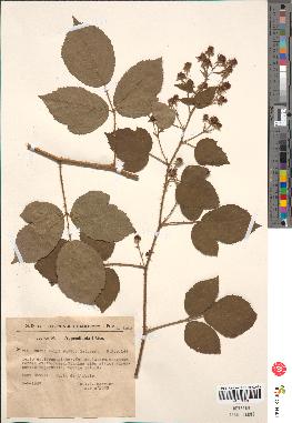 spécimen de Rubus vallisparsus