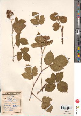 spécimen de Rubus nemorosus