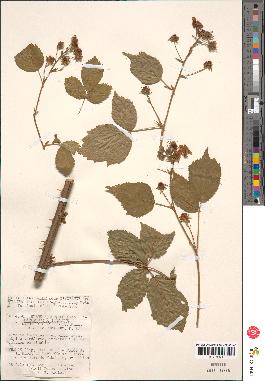 spécimen de Rubus argenteus