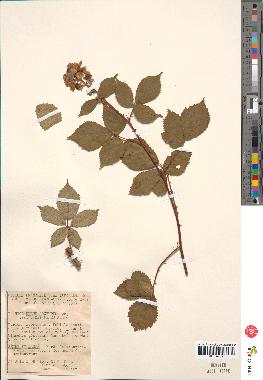 spécimen de Rubus argenteus