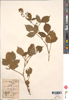 spécimen de Rubus adornatus