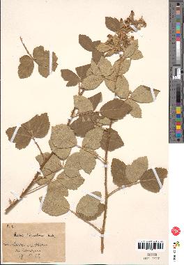 spécimen de Rubus tomentosus