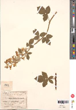 spécimen de Rubus tomentosus