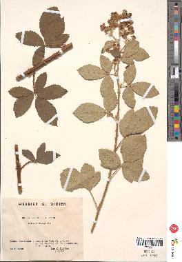 spécimen de Rubus tomentosus