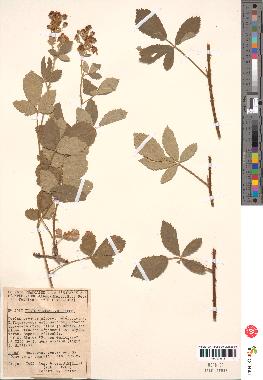 spécimen de Rubus tomentosus