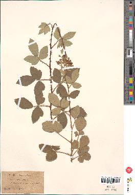 spécimen de Rubus tomentosus