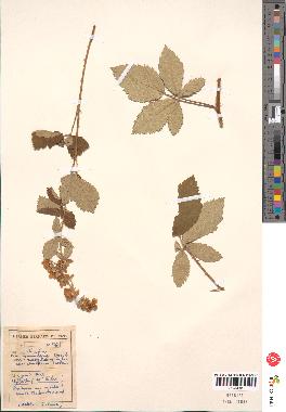 spécimen de Rubus tomentosus