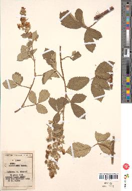 spécimen de Rubus tomentosus