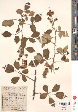 spécimen de Rubus ulmifolius