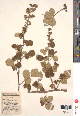 spécimen de Rubus ulmifolius