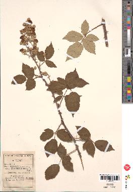 spécimen de Rubus ulmifolius