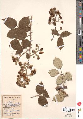 spécimen de Rubus ulmifolius