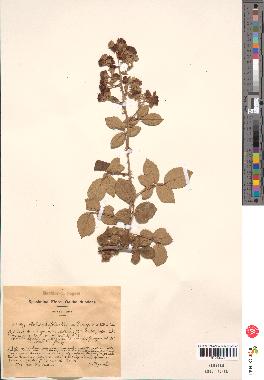 spécimen de Rubus ulmifolius