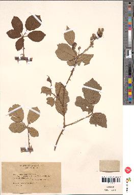 spécimen de Rubus ulmifolius