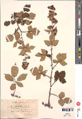 spécimen de Rubus ulmifolius