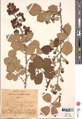 spécimen de Rubus ulmifolius