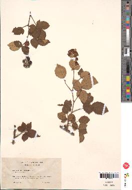 spécimen de Rubus ulmifolius