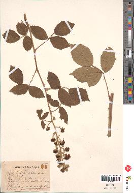 spécimen de Rubus ulmifolius