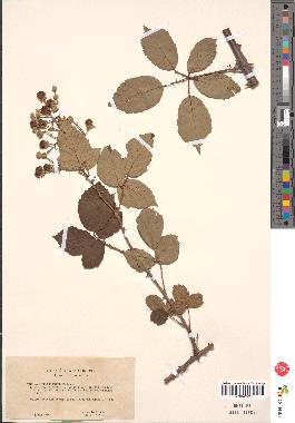 spécimen de Rubus ulmifolius