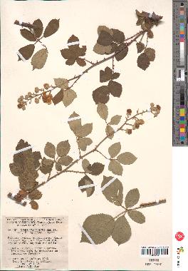 spécimen de Rubus ulmifolius