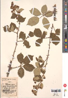 spécimen de Rubus ulmifolius