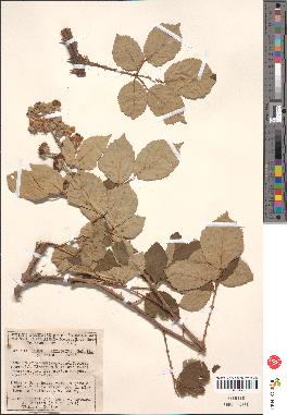 spécimen de Rubus ulmifolius