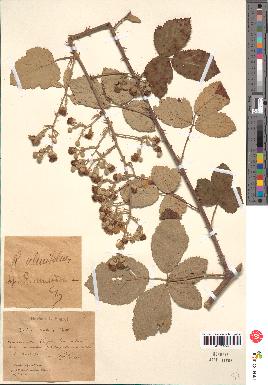 spécimen de Rubus ulmifolius