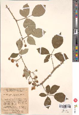 spécimen de Rubus ulmifolius