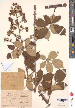 spécimen de Rubus ulmifolius