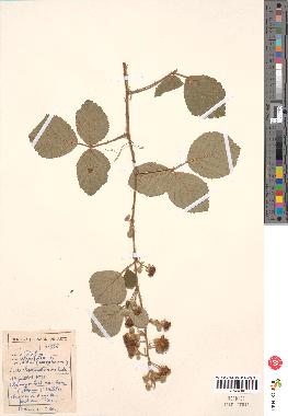 spécimen de Rubus ulmifolius