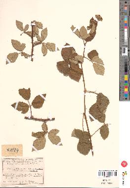 spécimen de Rubus ulmifolius