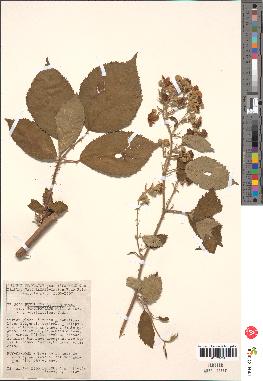 spécimen de Rubus thyrsoideus