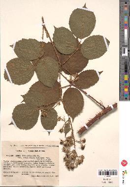 spécimen de Rubus thyrsoideus