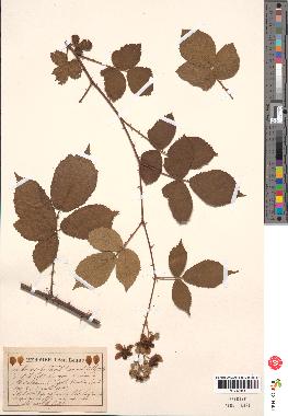 spécimen de Rubus thyrsoideus