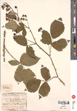 spécimen de Rubus thyrsoideus