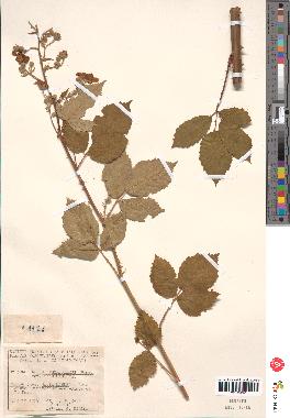 spécimen de Rubus thyrsoideus