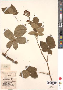 spécimen de Rubus thyrsoideus